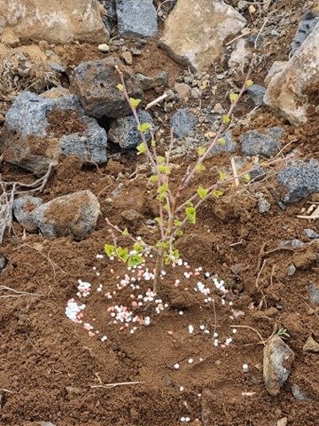 Gróðursetning útskriftarnema