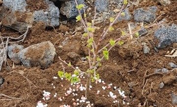 Gróðursetning útskriftarnema